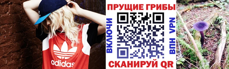 Галлюциногенные грибы Psilocybe  купить наркоту  Беслан 